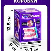 Набор для опытов &laquo;Анатомия&raquo;, челюсть человека