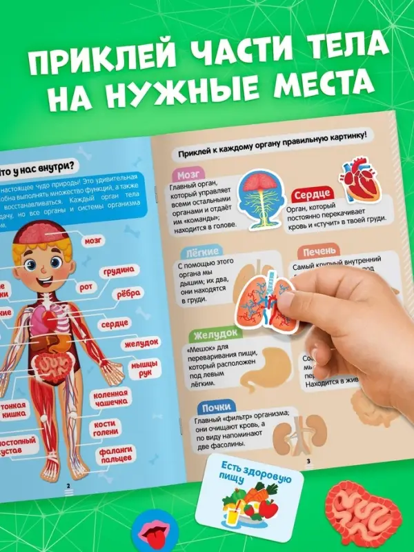 Наклейки &laquo;Секреты тела человека&raquo;, 16 стр.