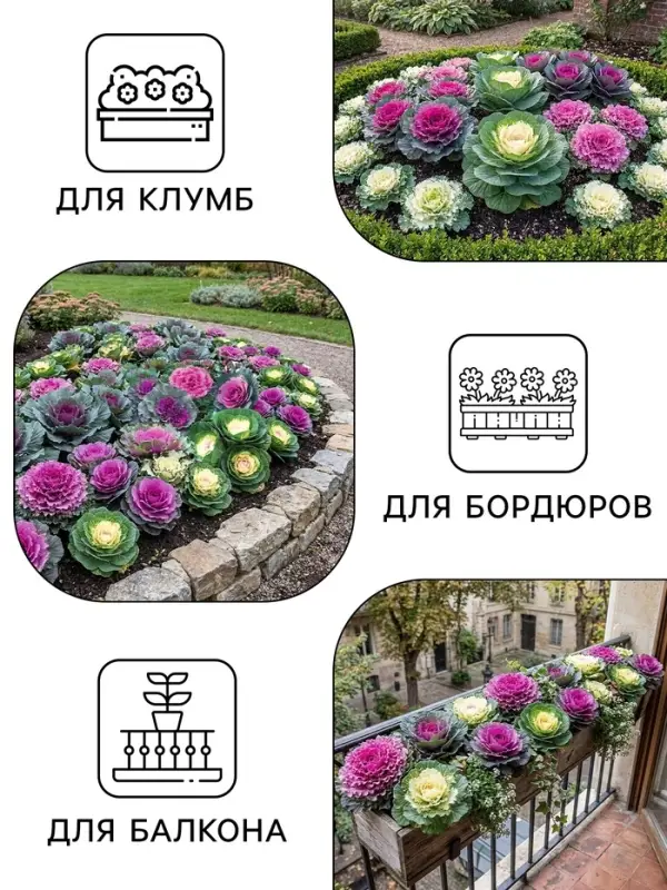 Семена цветов Капуста Декоративная, 0.05 г, &laquo;Рецепты дедушки Никиты&raquo;