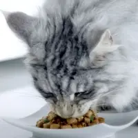 Влажный корм Purina One для кошек, говядина/морковь, 75 г