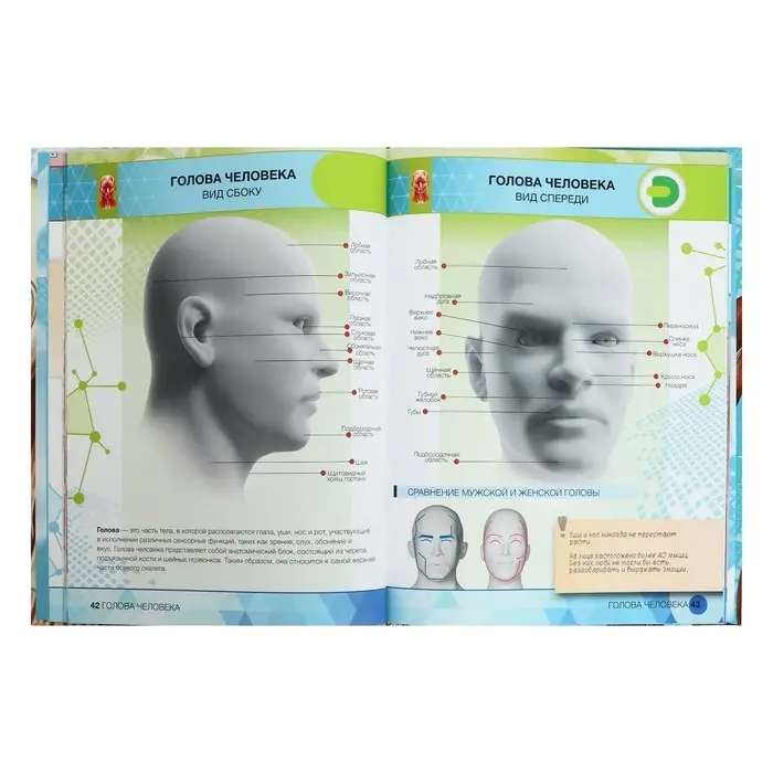 Энциклопедия 4D в дополненной реальности «Анатомия»