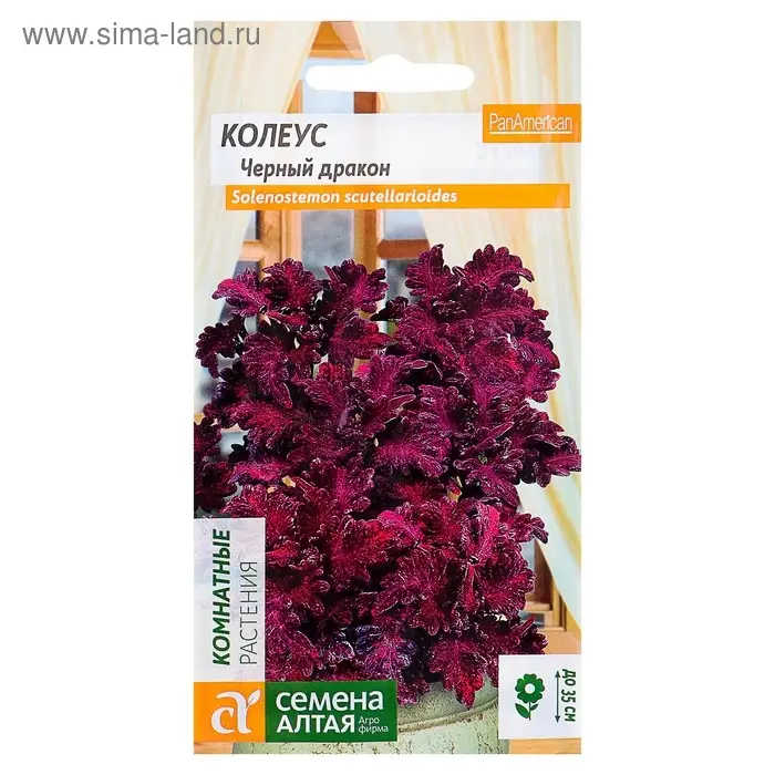 Семена комнатных цветов Колеус "Черный дракон", 5 шт.