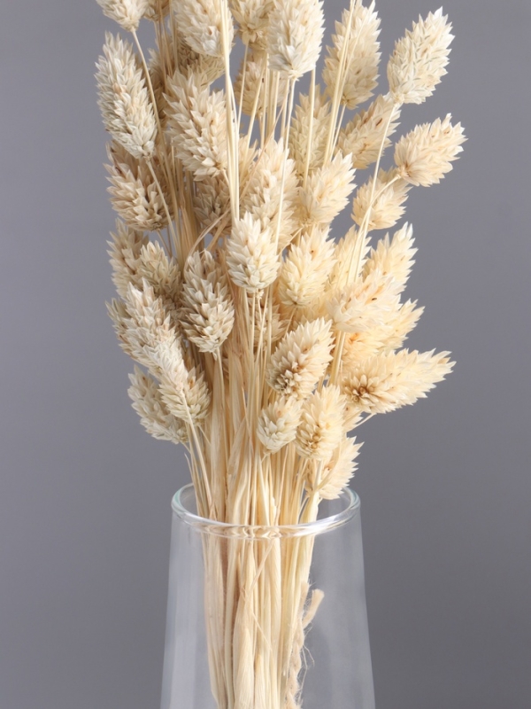 Набор сухоцветов "Фаларис", банч длина 55 (+/- 6 см), выбеленный