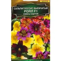 Семена цветов Сальпиглоссис Роял F1, смесь сортов Золотая серия, Ц/П,5 шт. Семена цветов Сальпиглоссис Роял F1, смесь сортов Золотая серия, Ц/П,5 шт.