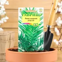 Семена комнатных цветов Финик "Луксор", ц/п, 2 шт. Семена комнатных цветов Финик "Луксор", ц/п, 2 шт.