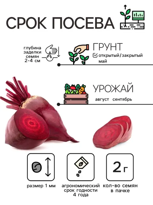Семена Свёкла  Семена Свёкла "Цилиндра", 2 г