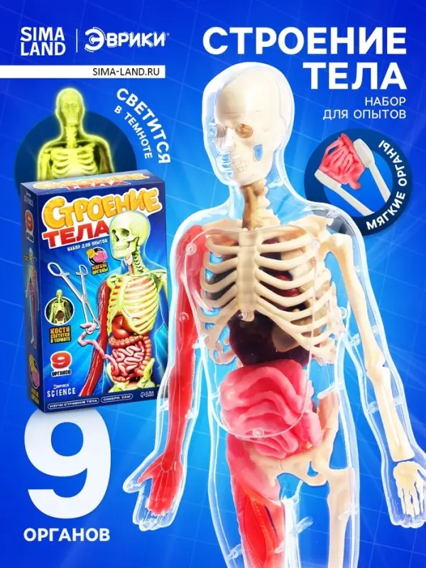Набор для опытов по анатомии &laquo;Строение тела&raquo;, светится в темноте, с мягкими органами