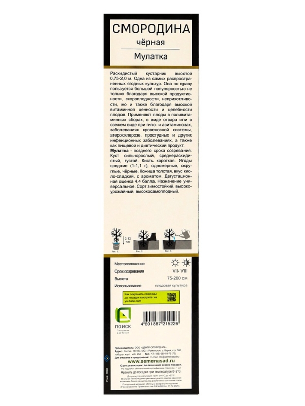 Смородина черная «Мулатка », перспективные сорта, саженец, плодовый, 1 шт., туба Смородина черная «Мулатка », перспективные сорта, саженец, плодовый, 1 шт., туба