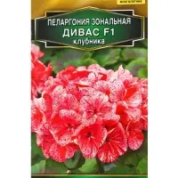 Семена цветов Пеларгония Дивас F1 клубника Мн Золотая серия, Ц/П,3 шт. Семена цветов Пеларгония Дивас F1 клубника Мн Золотая серия, Ц/П,3 шт.