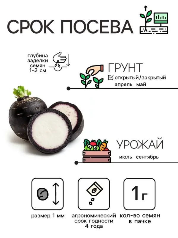 Семена Редька  Семена Редька "Зимняя круглая чёрная", среднеспелая, 1 г