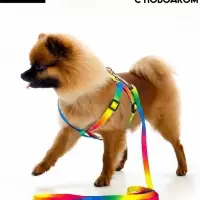 Комплект &laquo;Радуга&raquo;, капрон, поводок 120&times;1 см, шлейка 24-34&times;1 см