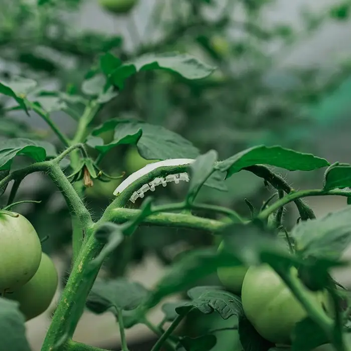 Кистедержатель «Улитка», 4 см, набор 50 шт., Greengo