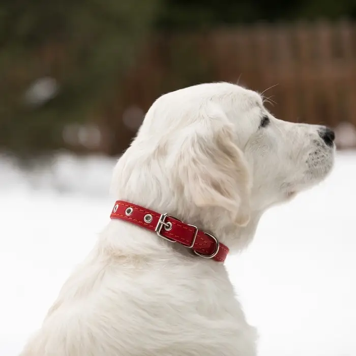 Ошейник кожаный однослойный безразмерный, 45&times;2 см, ОШ 18-39 см, красный