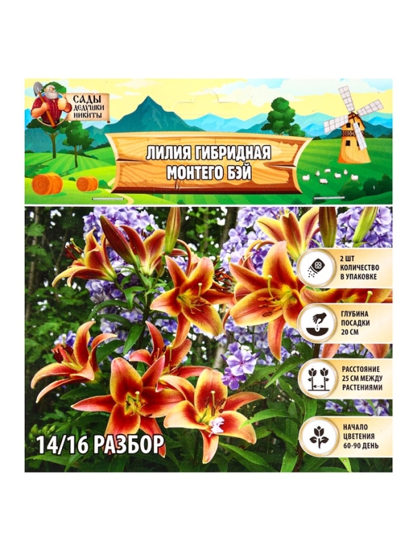 Лилия гибридная «Монтего Бэй», луковица в пакете с перфорацией, р-р 14/16, 2 шт.