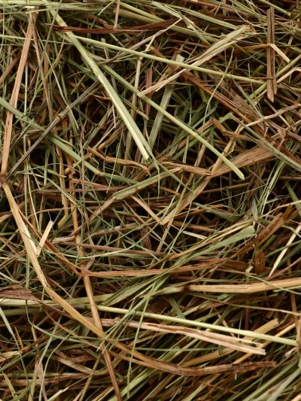 Сено луговое «Зверьё Моё», отборное, ароматное, зеленое, без пыли, 500 г Сено луговое «Зверьё Моё», отборное, ароматное, зеленое, без пыли, 500 г