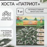 Хоста «Патриот», корневище в пакете с торфогрунтом, р-р I, 1 шт.