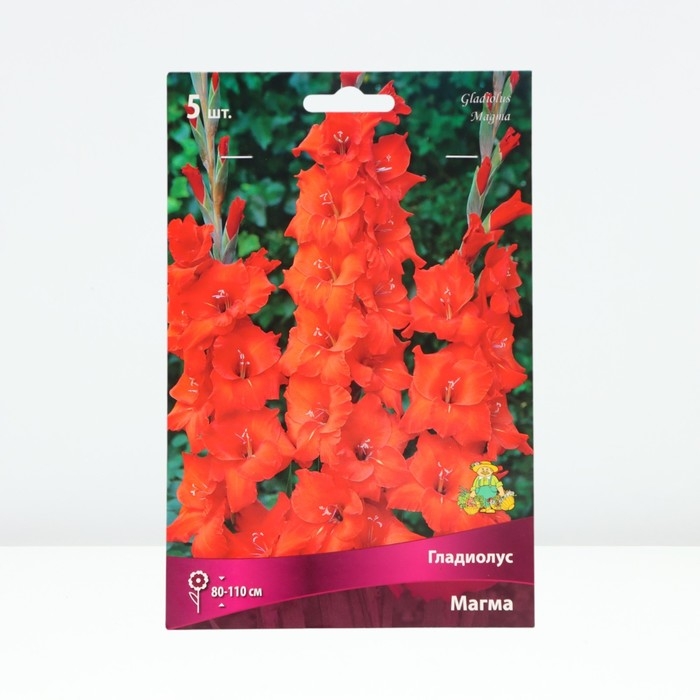 Гладиолус крупноцветковый «Магма», луковица в пакете с перфорацией, р-р 12/14, 5 шт.