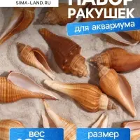Набор ракушек, 3 - 5 см, 100 г