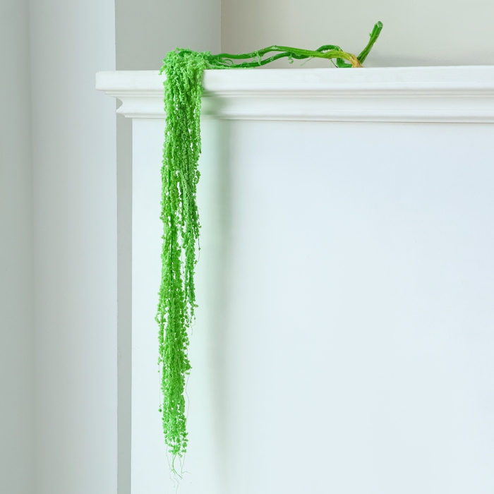 Сухие цветы амаранта, 100 г, размер листа: от 50 до 60 см, цвет зелёный Сухие цветы амаранта, 100 г, размер листа: от 50 до 60 см, цвет зелёный