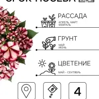 Семена цветов Петуния &laquo;Изи вейв&raquo; F1, бургунди стар, 4 шт.
