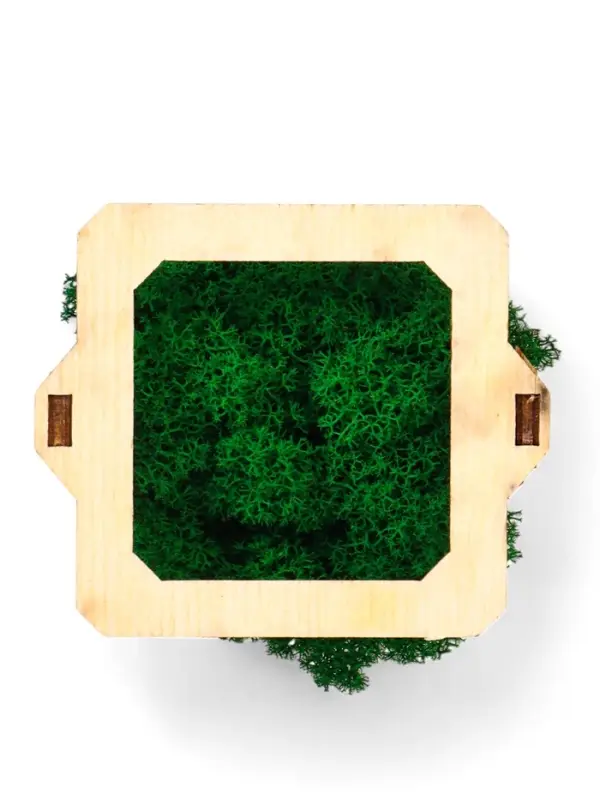 Кашпо композиция со мхом Кашпо композиция со мхом "Бриовуд", мох стабилизированный: Forest green (Зелёный лес)