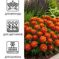 Семена Цветов Бархатцы &laquo;Имеретинский шафран&raquo;, отклоненные, ц/п, 0.2 г
