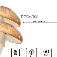 Мицелий грибов Белый гриб, 60 мл, &laquo;Престиж семена&raquo;