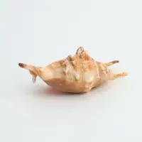 Ракушка декоративная, 7-11 см