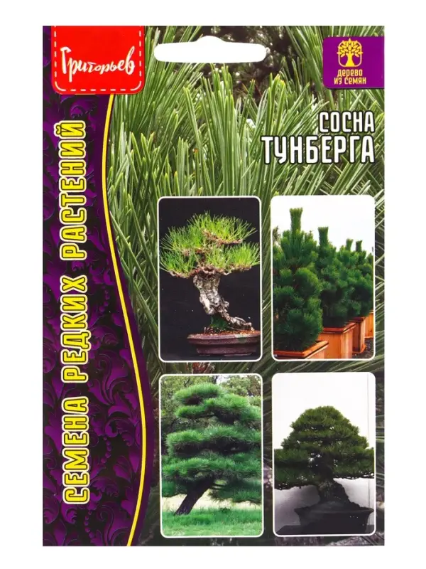 Семена Сосна &laquo;Тунберга&raquo;, 10 шт., &laquo;Григорьев&raquo;