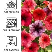 Семена цветов Петуния &laquo;Дэдди&raquo;, смесь сортов F1, 7 шт., PanAmerican, &laquo;АЭЛИТА&raquo;