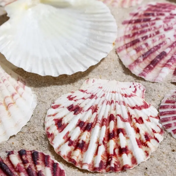 Набор ракушек, "Гребешок пуксидатус", размер 4 - 6 см, 100 г Набор ракушек, "Гребешок пуксидатус", размер 4 - 6 см, 100 г