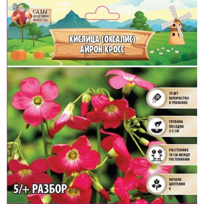 Кислица (Оксалис) Айрон Кросс, р-р 5/+, 10 шт, Осень 2024 Кислица (Оксалис) Айрон Кросс, р-р 5/+, 10 шт, Осень 2024
