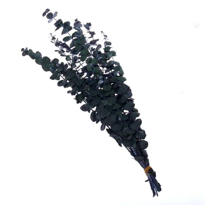 Сухоцвет «Эвкалиптовое дерево», зелёный, 10 шт. в упаковке Сухоцвет «Эвкалиптовое дерево», зелёный, 10 шт. в упаковке