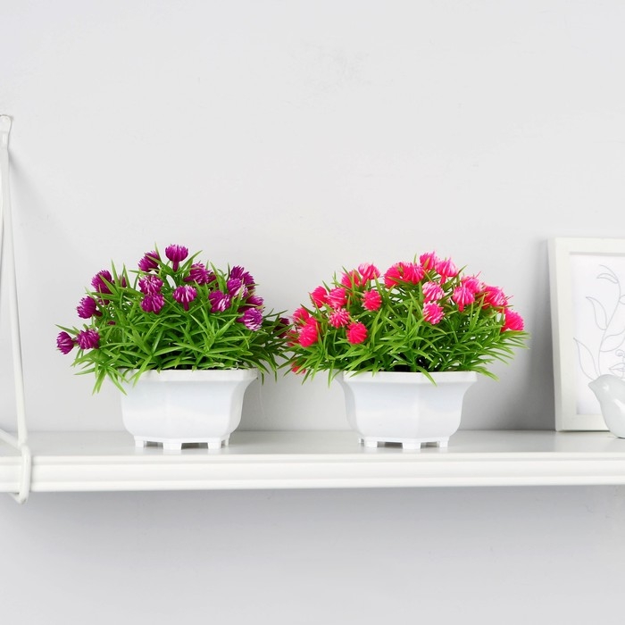 Бонсай в горшке Бонсай в горшке "Портулак кустовой" 11х14 см, микс