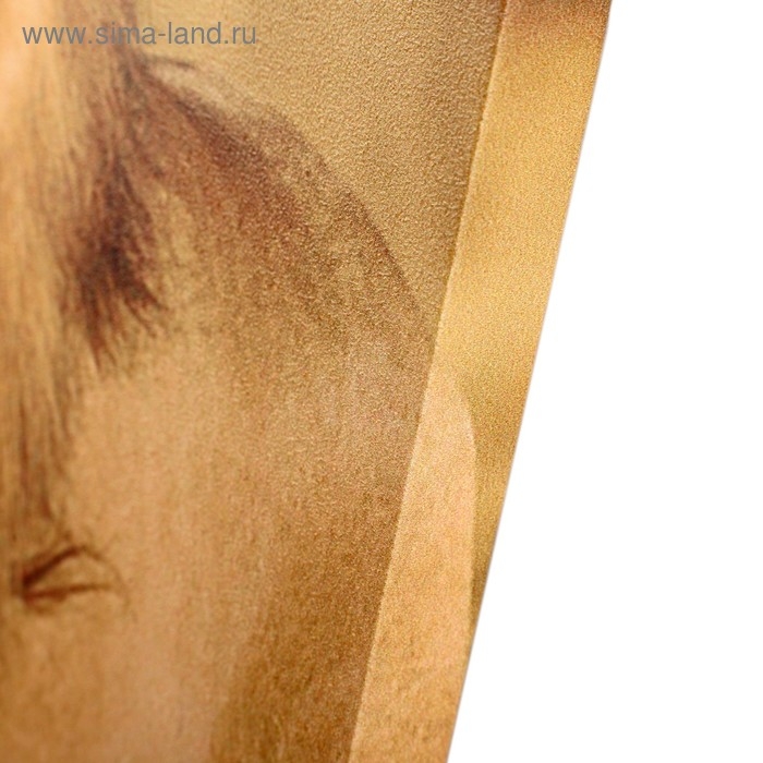 Модульная картина  Модульная картина "Король саванны" (2-25х50, 30х60 см) 60х80 см