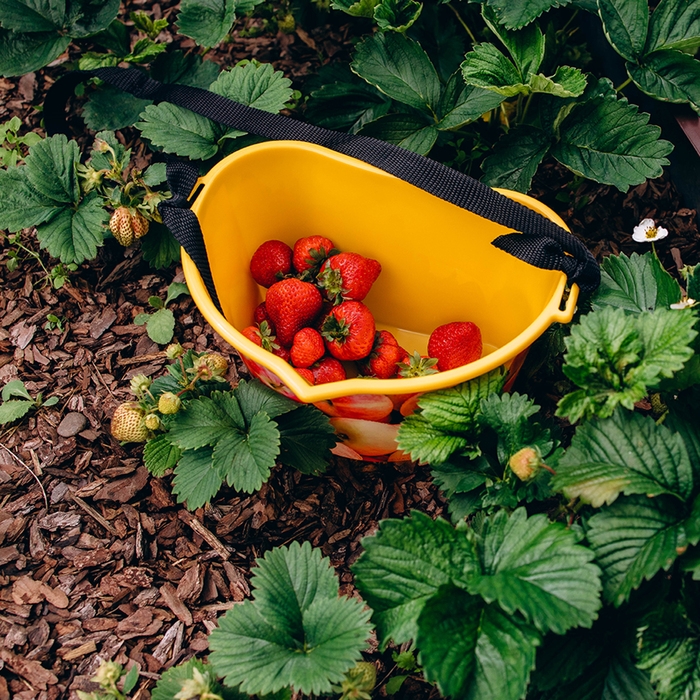 Ёмкость для сбора ягод, 3 л, «Яблочки», жёлтая