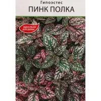 Набор семян Гипоэстес "Пинк Полка", 5 шт. Набор семян Гипоэстес "Пинк Полка", 5 шт.