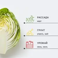 Семена Капуста белокочанная &laquo;Сахарный хруст&raquo;, 0.1 г, поздняя, &laquo;Удачные семена&raquo;