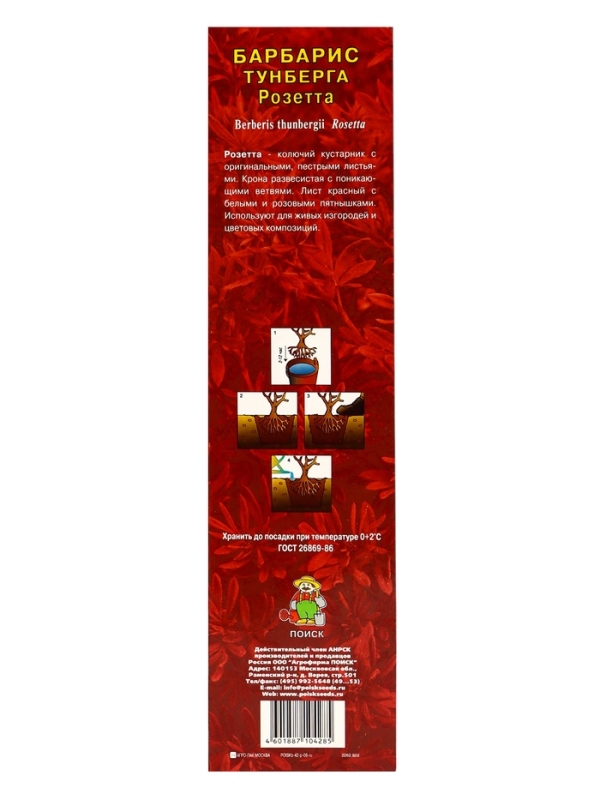 Барбарис Тунберга «Розетта» ,саженец, 1 шт., туба