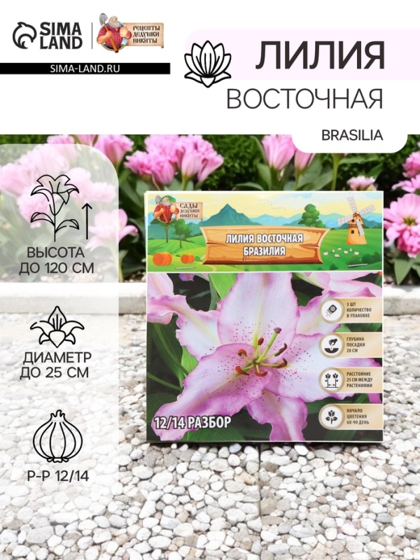 Лилия Восточная Brasilia, луковица в пакете с перфорацией, р-р 12/14, 3 шт.