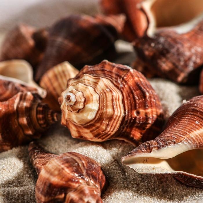 Набор ракушек, 5 - 7 см, 100 г Набор ракушек, 5 - 7 см, 100 г