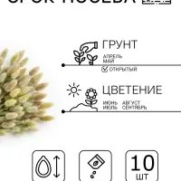 Семена цветов Лагурус &laquo;заячий хвостик&raquo;, однолетник, 10 шт.