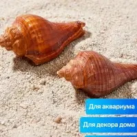 Ракушка декоративная, длина 5-6 см, ширина 4 см