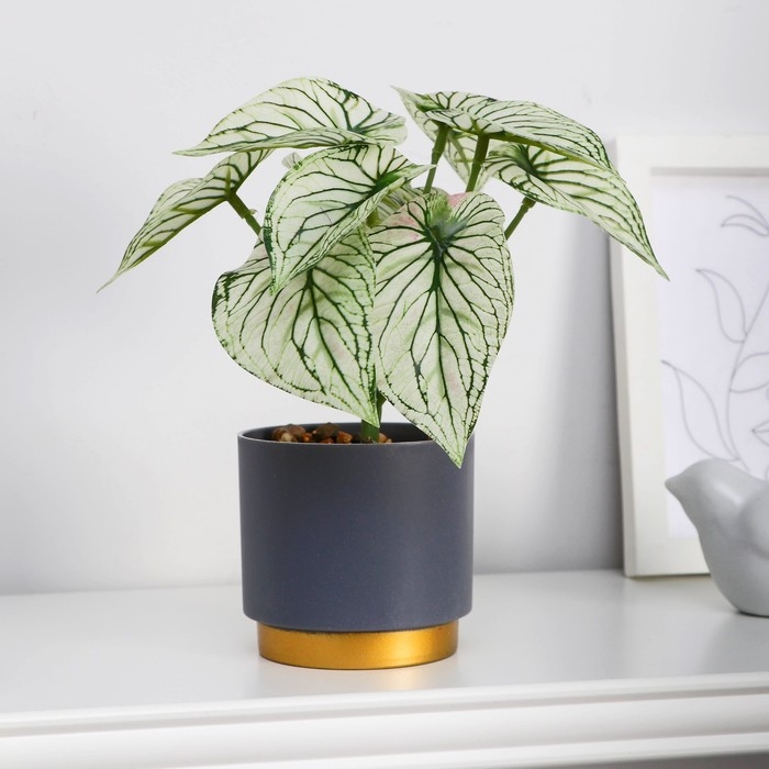 Бонсай в горшке Бонсай в горшке "Каладиум расписной" 7,5х15 см