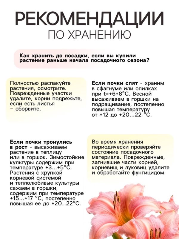 Лилейник Double Pink Wonder, многолетник, корневище в пакете с торфогрунтом, р-р I, 1 шт.