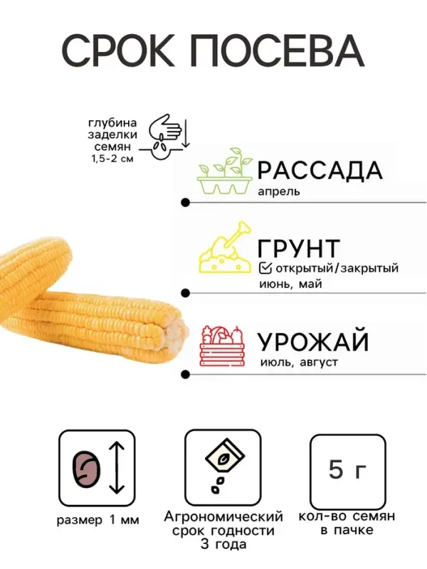 Семена Кукуруза &laquo;Медовая сахарная&raquo;, 5 г, &laquo;Золотая Сотка Алтая&raquo;