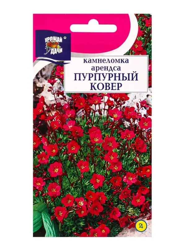 Семена цветов Камнеломка Пурпурный ковёр 0,01 г.