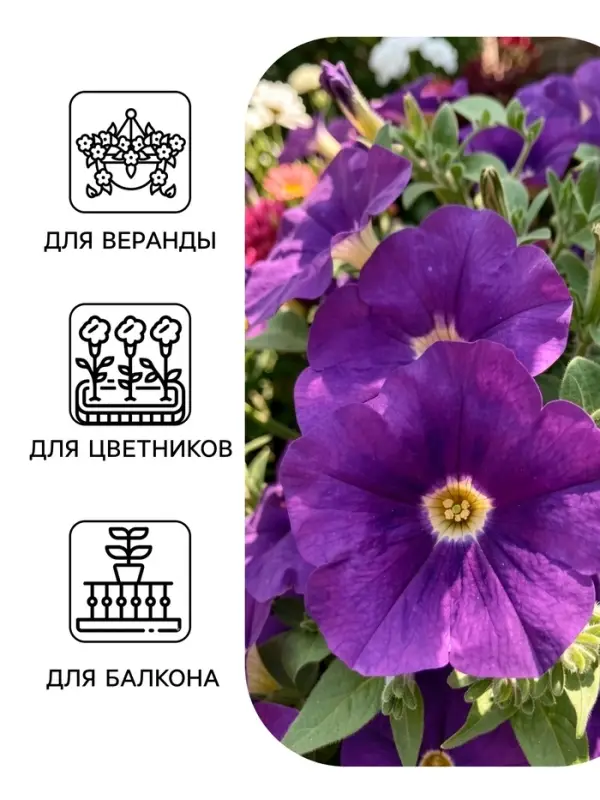 Семена цветов Петуния &laquo;Синее море&raquo; крупноцветковая, 0.05 г