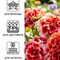 Семена цветов Петуния &laquo;Пируэт пурпурная&raquo; F1, махровая, 10 шт.