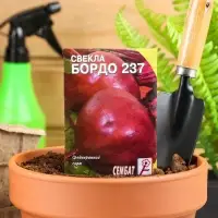Семена Свекла &laquo;Бордо 237&raquo;, 1 г